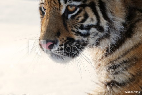 Picture of Tiger Young male Siberian tiger on white snow on a sunny day Large portrait-looking away